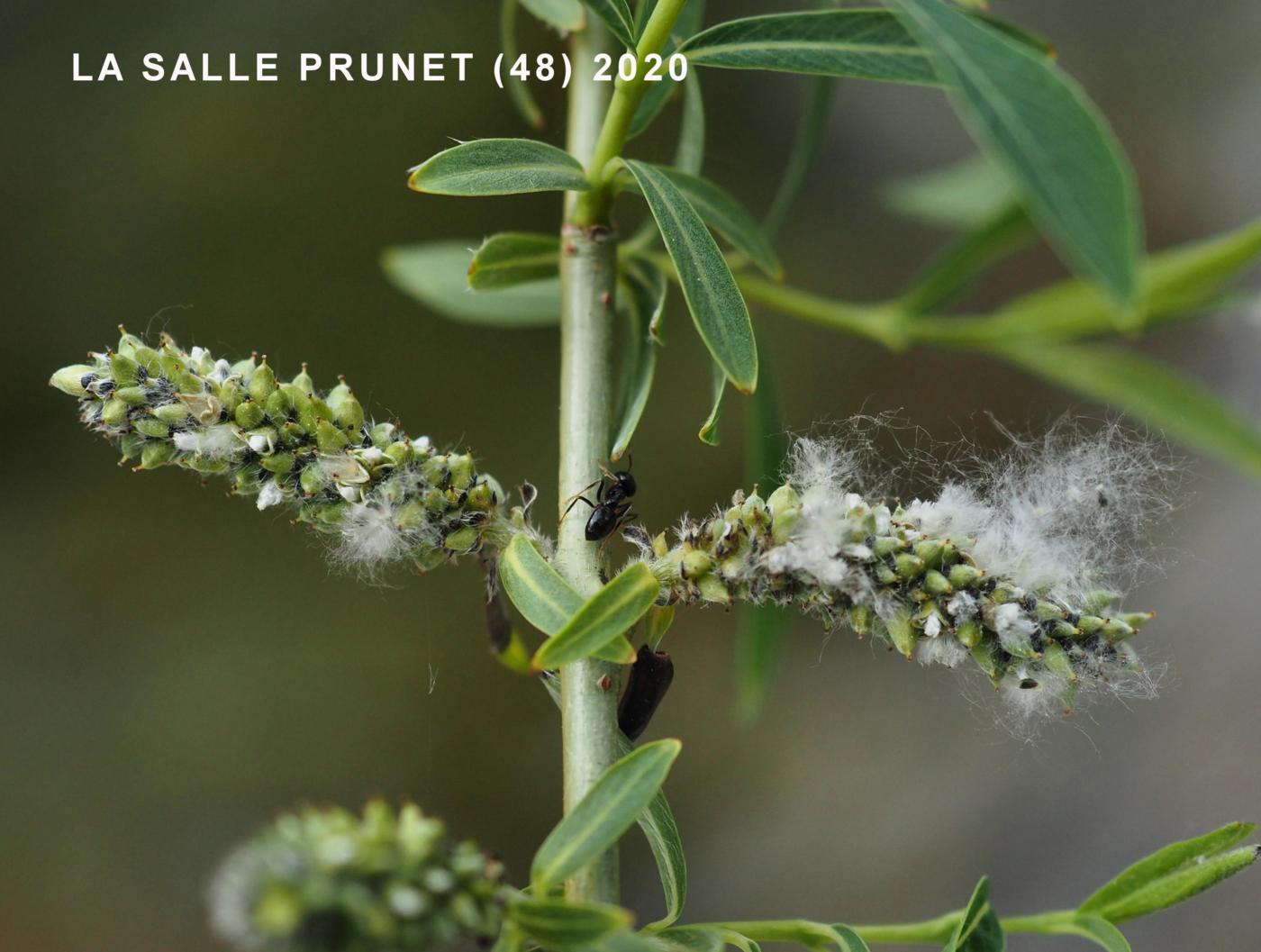 Willow, Purple fruit